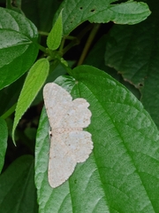 Catoria sublavaria