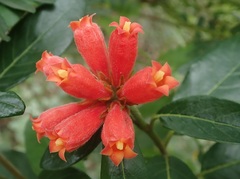Burchellia bubalina