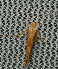 Stathmopoda