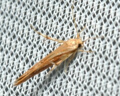 Stathmopoda