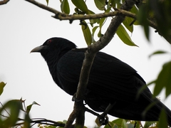 Eudynamys orientalis