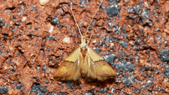 Crocanthes prasinopis