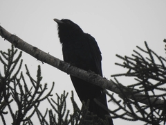 Eudynamys orientalis