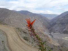 Siphocampylus candollei