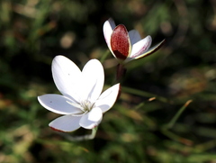 Hesperantha falcata