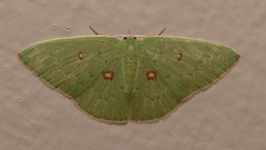 Comostola leucomerata