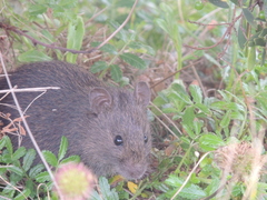 Rattus lutreola