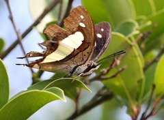 Polyura athamas