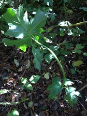 Acanthus mollis