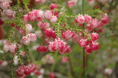 Erica formosa