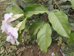 Bignoniaceae