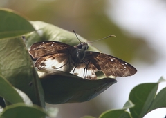 Tagiades menaka