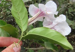 Bignoniaceae