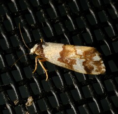 Philenora aspectalella