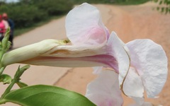 Bignoniaceae