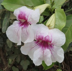 Bignoniaceae