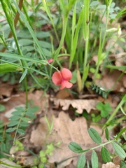 Lathyrus cicera