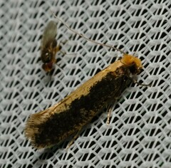 Monopis crocicapitella