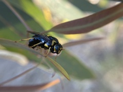Pergidae