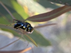 Pergidae