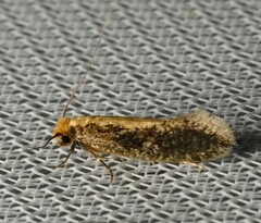 Monopis crocicapitella
