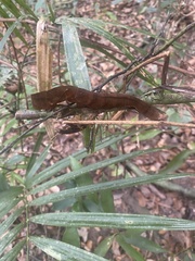 Phyllodes imperialis