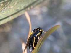 Pergidae