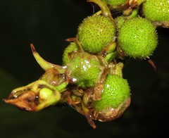 Echinodorus macrophyllus