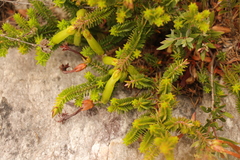 Erica viridiflora