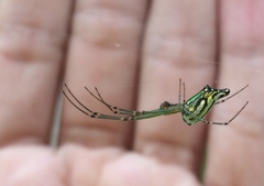 Leucauge decorata