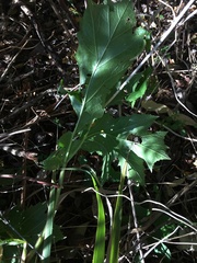 Acanthus mollis