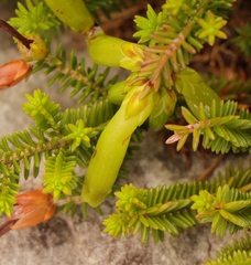 Erica viridiflora