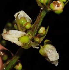 Echinodorus macrophyllus