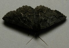 Melanodes anthracitaria