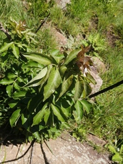 Heteromorpha arborescens