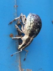 Parapionus varicolor