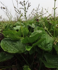 Echinodorus macrophyllus