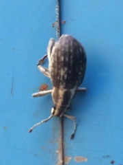Parapionus varicolor