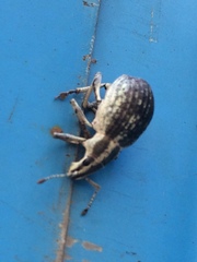 Parapionus varicolor