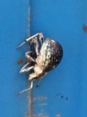 Parapionus varicolor