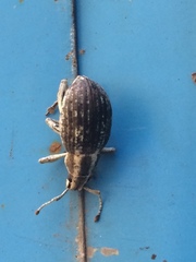 Parapionus varicolor