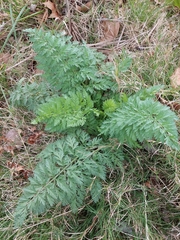 Apiales