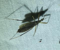 Pygolampis pectoralis