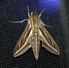 Hippotion celerio