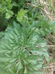 Apiales