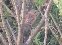 Stipiturus malachurus