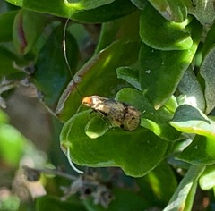 Adelidae