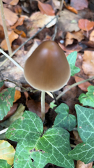 Psathyrella longipes