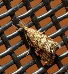 Glaucocharis dilatella