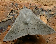 Oenochroma subustaria